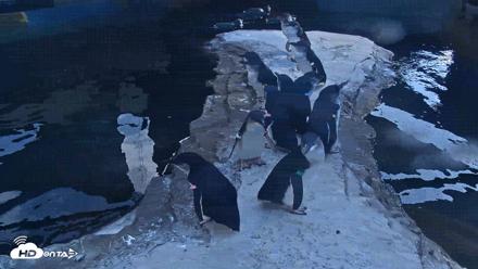 Birch Aquarium Penguin Exhibit Live Webcam - Sep 22, 2026, 4:06pm PDT