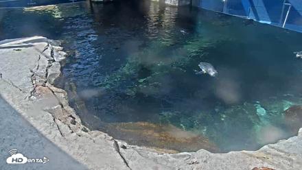Birch Aquarium Penguin Exhibit Live Webcam - Sep 14, 2026, 11:26am PDT
