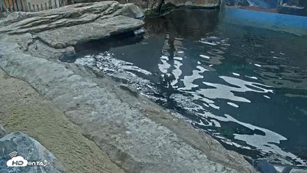 Birch Aquarium Penguin Exhibit Live Webcam - Oct 1, 2026, 9:28am PDT