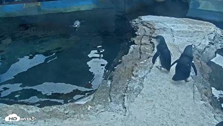 Birch Aquarium Penguin Exhibit Live Webcam - Sep 25, 2026, 2:57pm PDT