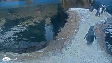 Birch Aquarium Penguin Exhibit Live Webcam - Aug 31, 2026, 6:40am PDT