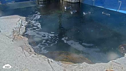 Birch Aquarium Penguin Exhibit Live Webcam - Aug 18, 2026, 12:05pm PDT