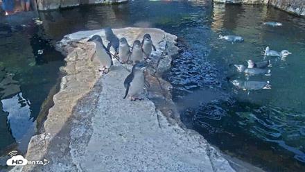 Birch Aquarium Penguin Exhibit Live Webcam - Aug 12, 2026, 10:01am PDT