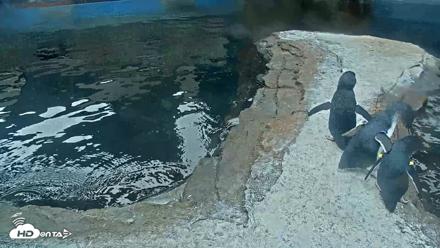 Birch Aquarium Penguin Exhibit Live Webcam - Oct 8, 2026, 8:59am PDT