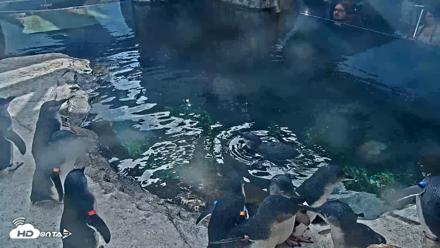 Birch Aquarium Penguin Exhibit Live Webcam - Sep 25, 2026, 2:57pm PDT