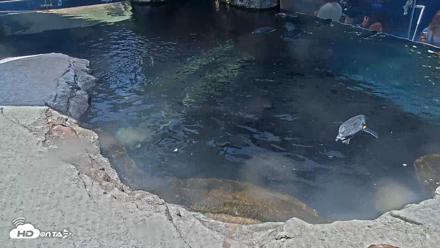 Birch Aquarium Penguin Exhibit Live Webcam - Aug 17, 2026, 1:24pm PDT