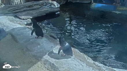 Birch Aquarium Penguin Exhibit Live Webcam - Sep 21, 2026, 1:57pm PDT
