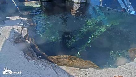 Birch Aquarium Penguin Exhibit Live Webcam - Oct 5, 2026, 11:12am PDT