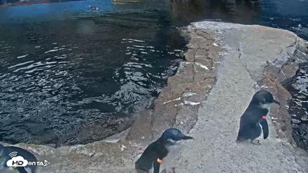 Birch Aquarium Penguin Exhibit Live Webcam - Sep 16, 2026, 7:43am PDT
