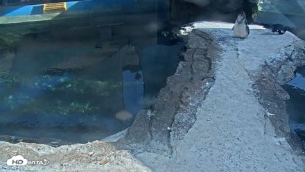 Birch Aquarium Penguin Exhibit Live Webcam - Aug 18, 2026, 3:45pm PDT