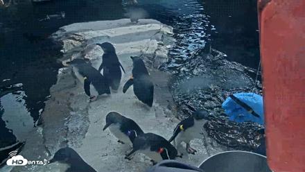 Birch Aquarium Penguin Exhibit Live Webcam - Sep 22, 2026, 3:21pm PDT