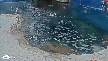 Birch Aquarium Penguin Exhibit Live Webcam - Oct 7, 2026, 1:19pm PDT
