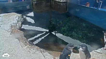 Birch Aquarium Penguin Exhibit Live Webcam - Aug 27, 2026, 3:02pm PDT