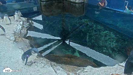 Birch Aquarium Penguin Exhibit Live Webcam - Oct 1, 2026, 10:12am PDT