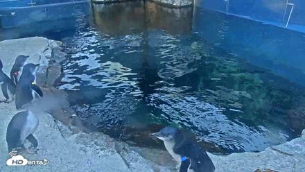 Birch Aquarium Penguin Exhibit Live Webcam - Oct 2, 2026, 7:40am PDT