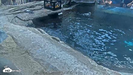 Birch Aquarium Penguin Exhibit Live Webcam - Sep 15, 2026, 1:13pm PDT