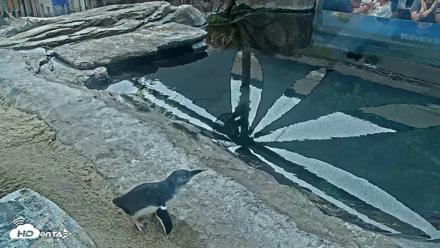 Birch Aquarium Penguin Exhibit Live Webcam - Sep 27, 2026, 10:16am PDT