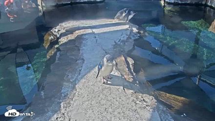 Birch Aquarium Penguin Exhibit Live Webcam - Oct 4, 2026, 10:12am PDT