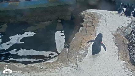 Birch Aquarium Penguin Exhibit Live Webcam - Oct 12, 2026, 1:51pm PDT