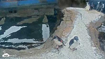 Birch Aquarium Penguin Exhibit Live Webcam - Oct 8, 2026, 9:01am PDT