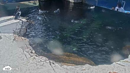 Birch Aquarium Penguin Exhibit Live Webcam - Sep 23, 2026, 12:37pm PDT