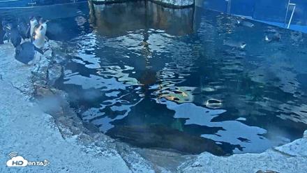 Birch Aquarium Penguin Exhibit Live Webcam - Oct 3, 2026, 7:50am PDT