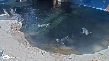 Birch Aquarium Penguin Exhibit Live Webcam - Sep 1, 2026, 12:20pm PDT