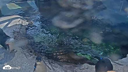 Birch Aquarium Penguin Exhibit Live Webcam - Sep 15, 2026, 2:58pm PDT