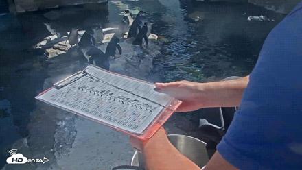 Birch Aquarium Penguin Exhibit Live Webcam - Sep 3, 2026, 3:13pm PDT