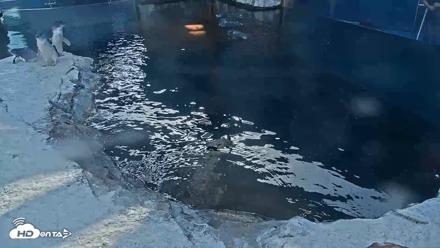 Birch Aquarium Penguin Exhibit Live Webcam - Oct 17, 2026, 3:54pm PDT
