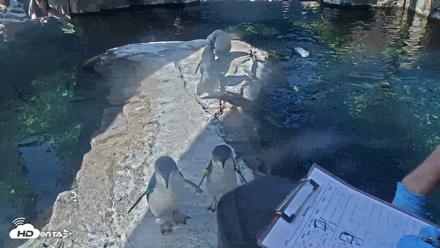 Birch Aquarium Penguin Exhibit Live Webcam - Sep 4, 2026, 10:05am PDT