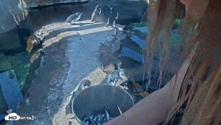Birch Aquarium Penguin Exhibit Live Webcam - Oct 4, 2026, 10:05am PDT