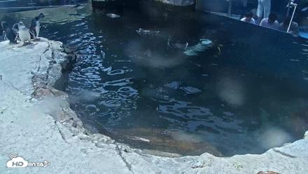 Birch Aquarium Penguin Exhibit Live Webcam - Sep 15, 2026, 1:12pm PDT