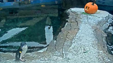 Birch Aquarium Penguin Exhibit Live Webcam - Oct 24, 2025, 3:32pm PDT