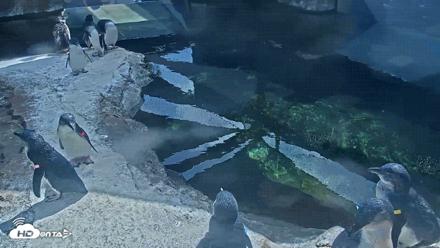 Birch Aquarium Penguin Exhibit Live Webcam - Aug 12, 2026, 3:10pm PDT