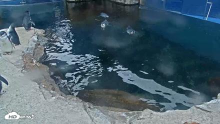 Birch Aquarium Penguin Exhibit Live Webcam - Sep 20, 2026, 8:29am PDT