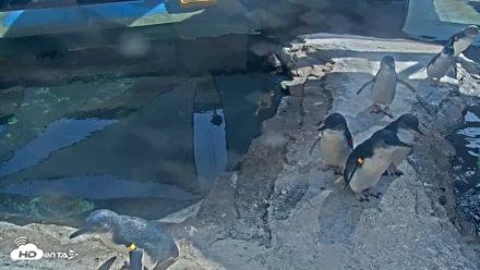 Birch Aquarium Penguin Exhibit Live Webcam - Sep 15, 2026, 2:56pm PDT