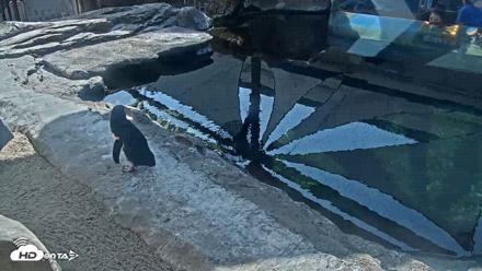 Birch Aquarium Penguin Exhibit Live Webcam - Sep 23, 2026, 10:13am PDT