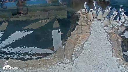 Birch Aquarium Penguin Exhibit Live Webcam - Oct 11, 2026, 9:43am PDT