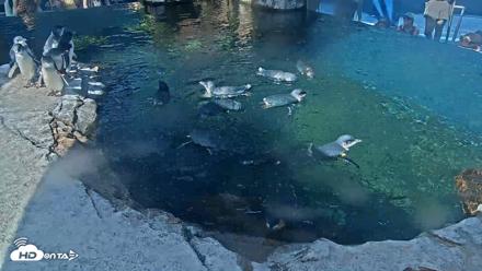 Birch Aquarium Penguin Exhibit Live Webcam - Sep 4, 2026, 10:01am PDT