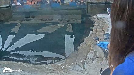 Birch Aquarium Penguin Exhibit Live Webcam - Sep 15, 2026, 10:11am PDT