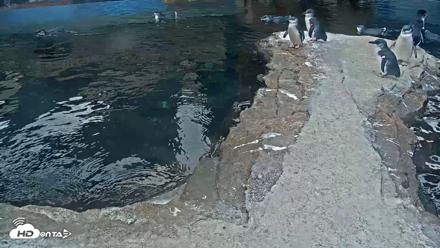 Birch Aquarium Penguin Exhibit Live Webcam - Sep 16, 2026, 7:44am PDT