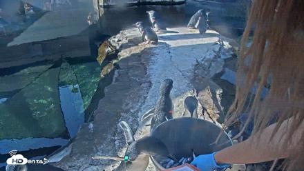 Birch Aquarium Penguin Exhibit Live Webcam - Oct 4, 2026, 10:06am PDT