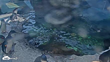 Birch Aquarium Penguin Exhibit Live Webcam - Sep 15, 2026, 2:56pm PDT