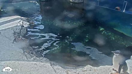 Birch Aquarium Penguin Exhibit Live Webcam - Sep 21, 2026, 1:58pm PDT