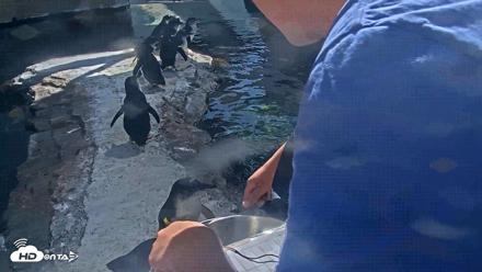 Birch Aquarium Penguin Exhibit Live Webcam - Sep 3, 2026, 3:15pm PDT