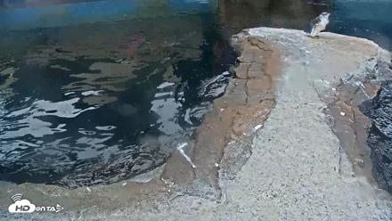 Birch Aquarium Penguin Exhibit Live Webcam - Aug 23, 2026, 6:54am PDT
