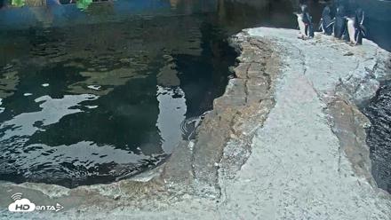 Birch Aquarium Penguin Exhibit Live Webcam - Aug 28, 2026, 1:50pm PDT