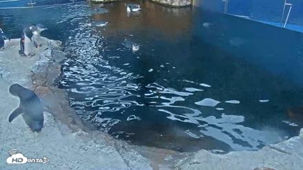 Birch Aquarium Penguin Exhibit Live Webcam - Aug 31, 2026, 6:41am PDT