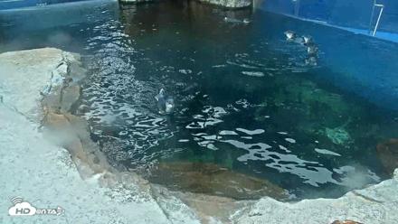 Birch Aquarium Penguin Exhibit Live Webcam - Oct 8, 2026, 8:59am PDT
